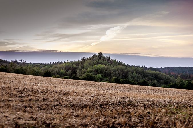 Dnes zalesněná halda někdejšího dolu Ferdinand v Babicích